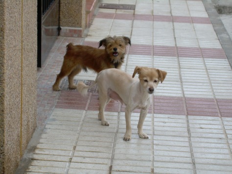 Street animals suffer greatly . But other animals suffer disrespectful and irresponsible people .